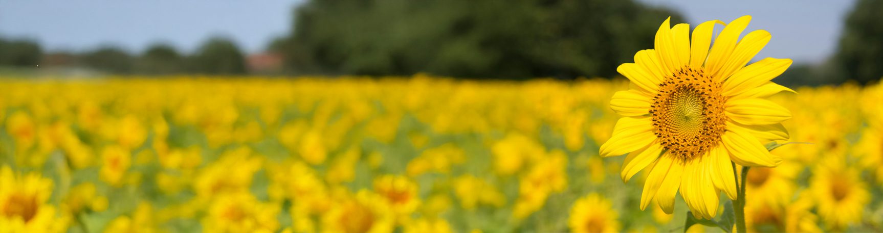Samantha Merry - Psychotherapy and Counselling